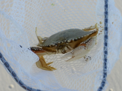 White Crab at the beach