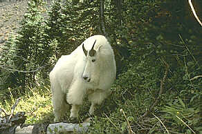 Mountain goat