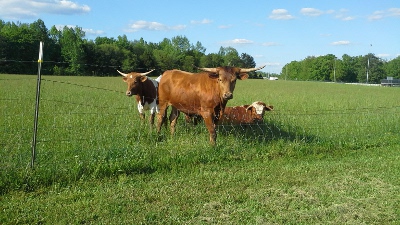 Bulls next to Northgate campground