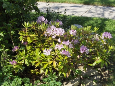 Rododendron